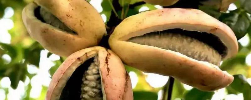 导读：野香蕉是一种广为人知的水果，我们可以在公园或者一些乡村地区看到它的身影