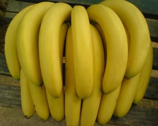 导读：香蕉可爱的小小黄果是许多人喜爱的水果之一