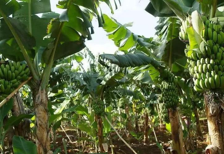 【导读】贵州是中国南方的一个省份，气候温暖湿润、土壤条件良好，是香蕉的优良生态栽培地之一