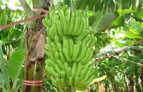 贵州可种植的香蕉有哪些(贵州可种植的香蕉有哪些种类)